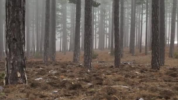 Туманный Лесной Пролет Между Деревьями Туманном Лесу — стоковое видео