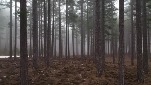 Mlhavý Lesní Let Mezi Stromy Mlžném Lese — Stock video