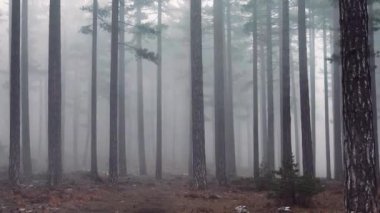 Sisli ormanda ağaçlar arasında sisli bir orman uçuyor.