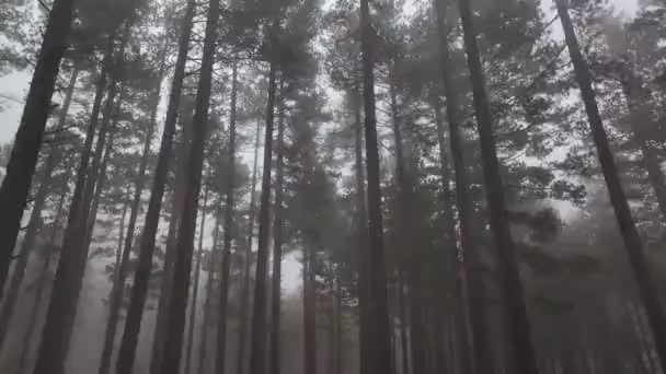 Misty Forest Vlucht Tussen Bomen Het Mistige Bos — Stockvideo