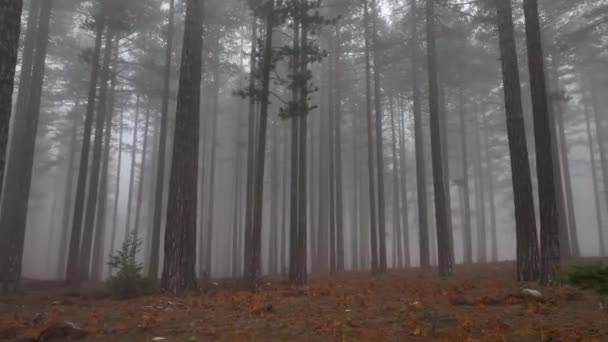 Nebelwald Flug Zwischen Bäumen Nebligen Wald — Stockvideo