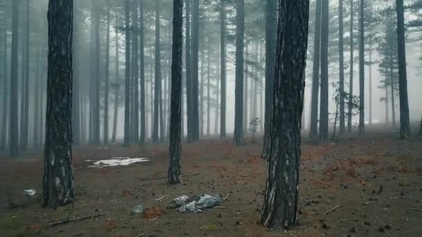 雾蒙蒙的森林中树木间的雾蒙蒙的森林 — 图库视频影像