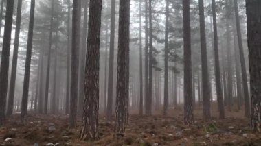 Sisli ormanda ağaçlar arasında sisli bir orman uçuyor.