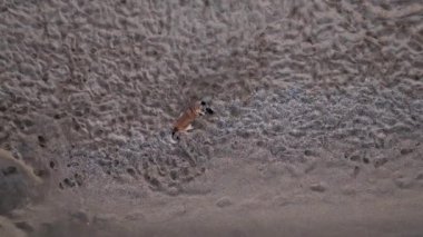 Plaj bölgesi. Alanya, Antalya, Türkiye