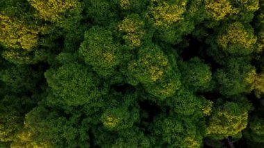 Yüksek kaliteli 4K Türkiye Alanya 'da yukarıdan orman