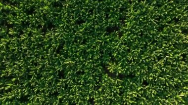 Banyo plantasyonunun dokusu
