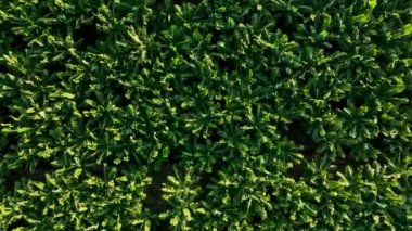 Banyo plantasyonunun dokusu