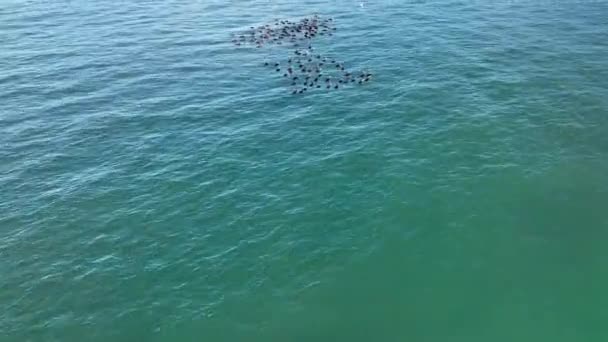 Patos Salvajes Nadan Mar — Vídeos de Stock