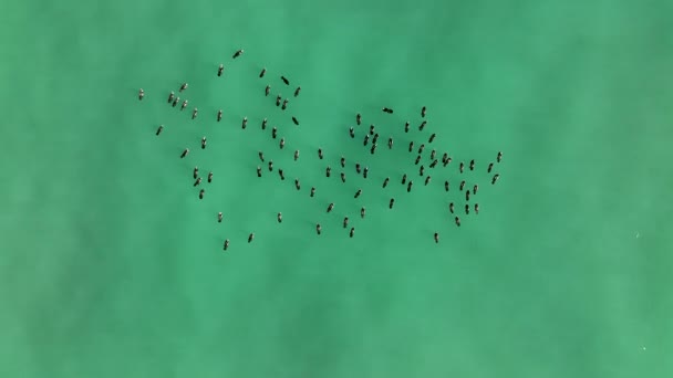 Wild Ducks Swims Sea — Stock Video