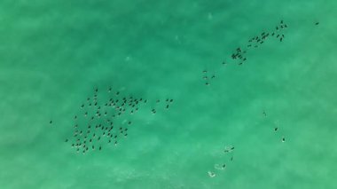 Vahşi ördekler denizde yüzer