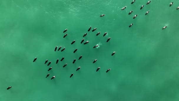 Vahşi Ördekler Denizde Yüzer — Stok video