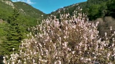 Türkiye'de alanya havadan görünümü
