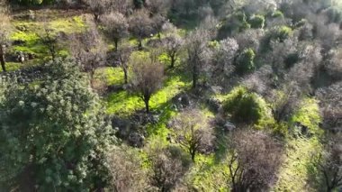 Türkiye'de alanya havadan görünümü