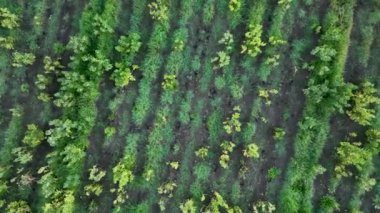 Çiftlik Arkaplanı Hava Görüntüsü 4K