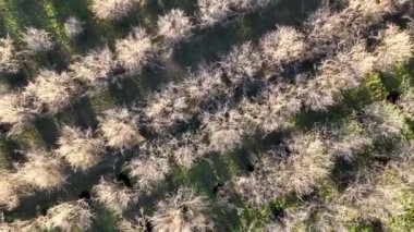 Çiftlik Arkaplanı Hava Görüntüsü 4K