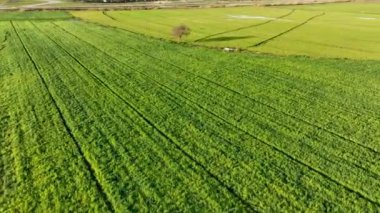 Çiftlik Arkaplanı Hava Görüntüsü 4K