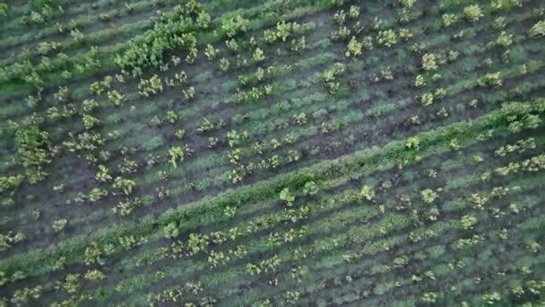 Çiftlik Arkaplanı Hava Görüntüsü — Stok video