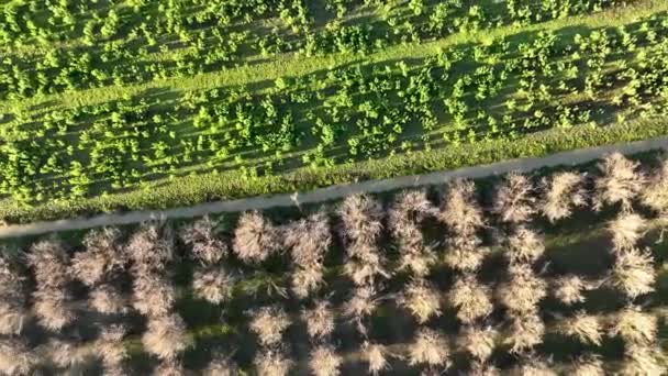 Letecký Pohled Pozadí Farmy — Stock video