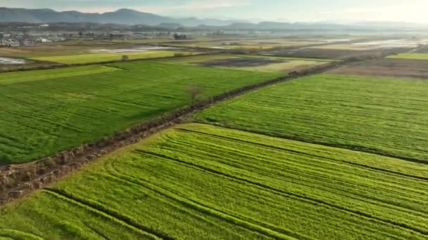 Vedere Aeriană Fundal Agricol — Videoclip de stoc