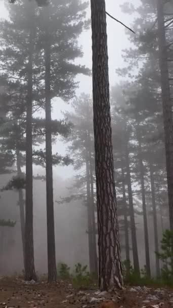 Mglisty Leśny Lot Między Drzewami Mglistym Lesie — Wideo stockowe
