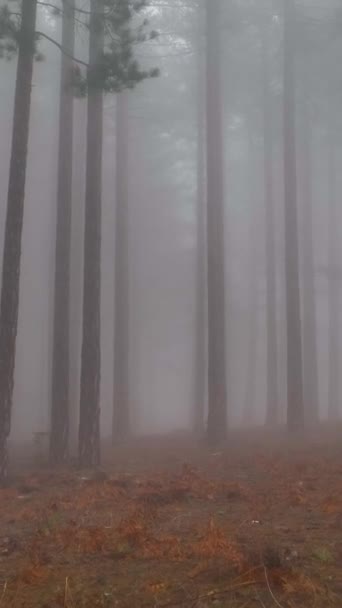 Vol Forêt Brumeuse Entre Les Arbres Dans Forêt Brumeuse — Video