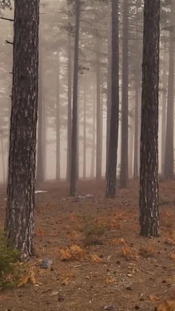 Огидний Ліс Між Деревами Туманному Лісі — стокове відео