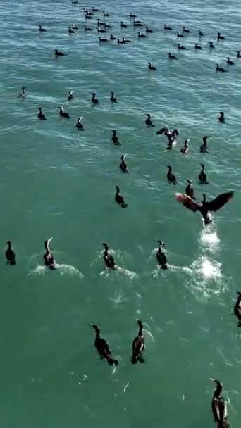 Vadkacsák Úsznak Tengerben — Stock videók