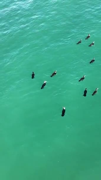 Patos Salvajes Nadan Mar — Vídeos de Stock