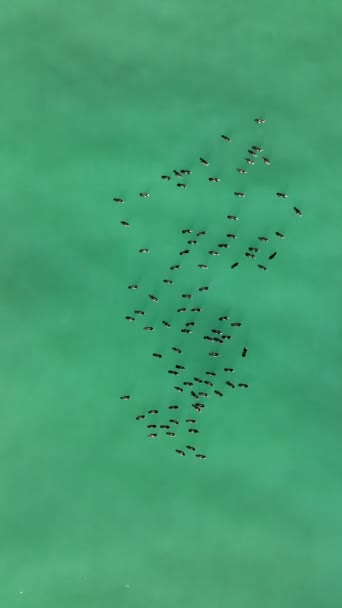 野生のアヒルは海で泳ぐ — ストック動画