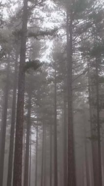 Sisli ormanda ağaçlar arasında sisli bir orman uçuyor.