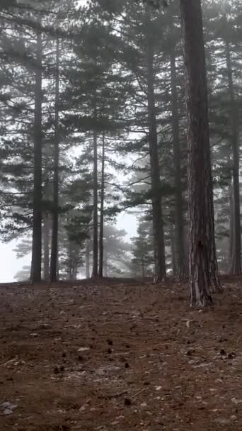 Misty Forest Vlucht Tussen Bomen Het Mistige Bos — Stockvideo