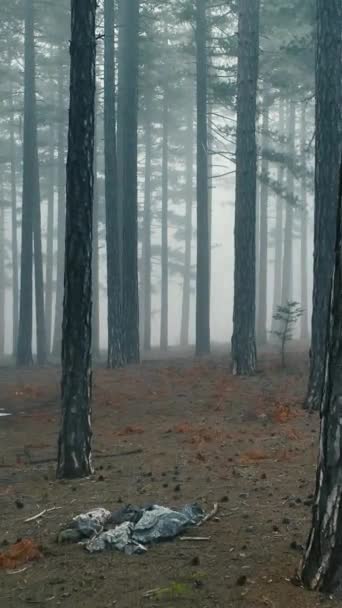 Misty Forest Flight Trees Foggy Forest — Stock Video