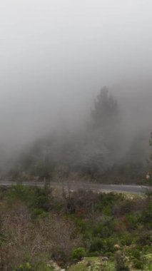 Sisli ormanda ağaçlar arasında sisli bir orman uçuyor.