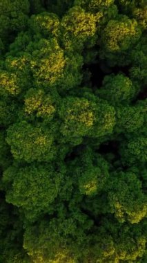 Sulu yeşil orman video kapağı arka planı