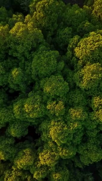 Jugoso Verde Bosque Video Cubierta Fondo — Vídeos de Stock