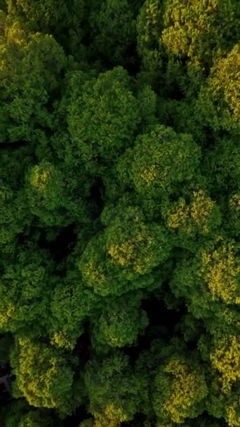 Jugoso Verde Bosque Video Cubierta Fondo — Vídeos de Stock