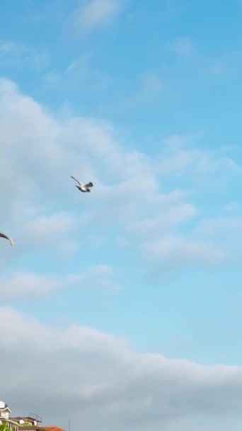 Parapente Voar Sobre Mar — Vídeo de Stock