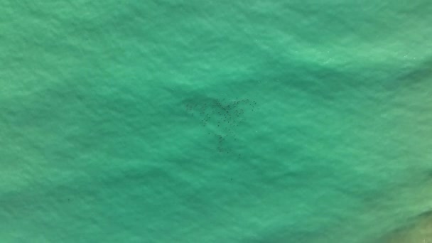Άγριες Πάπιες Κολυμπούν Στη Θάλασσα — Αρχείο Βίντεο