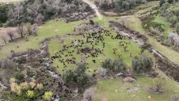 Turkiet Alanya Farm Region Fantastisk Bakgrundsbild — Stockvideo