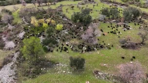 トルコAlanya Farm地域素晴らしい背景ビュー — ストック動画