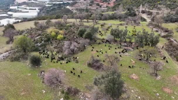 Τουρκία Alanya Farm Περιοχή Φοβερό Φόντο Άποψη — Αρχείο Βίντεο