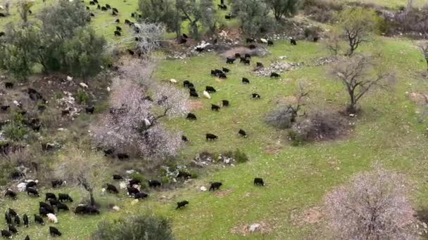 Turkey Alanya Farm Region Awesome Background View — Video
