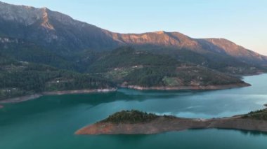 Misty Forest flight between trees in the foggy