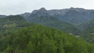 Mountain river awesome view green forest
