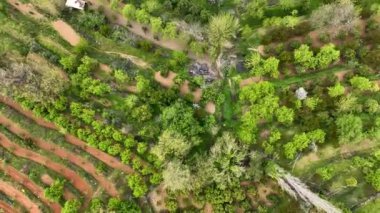 Mountain river awesome view green forest