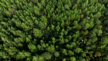 Aerial view of green forest perfect background