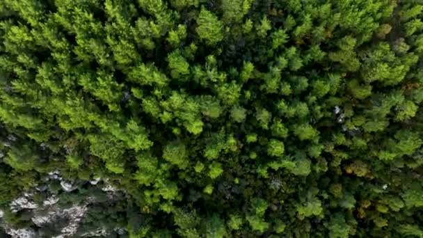 Aerial View Green Forest Perfect Background — Vídeos de Stock