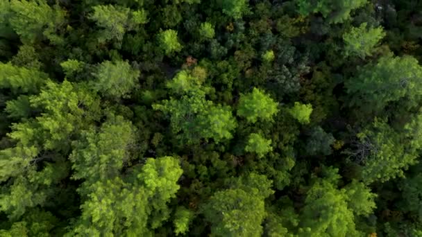 Aerial View Green Forest Perfect Background — Vídeos de Stock