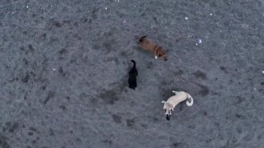 Dogs jump on the drone and try to bite. Funny situation 4 K