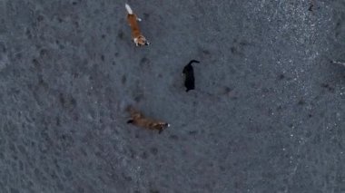 A pack of dogs are trying to attack the drone aerial view